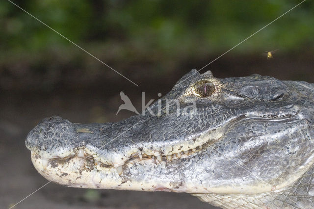 American saltwater crocodile (Crocodylus acutus)