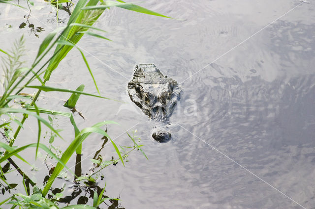 American saltwater crocodile (Crocodylus acutus)