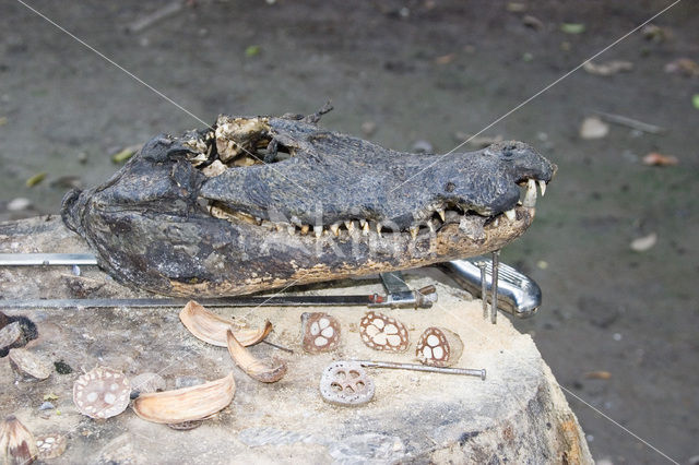 American saltwater crocodile (Crocodylus acutus)