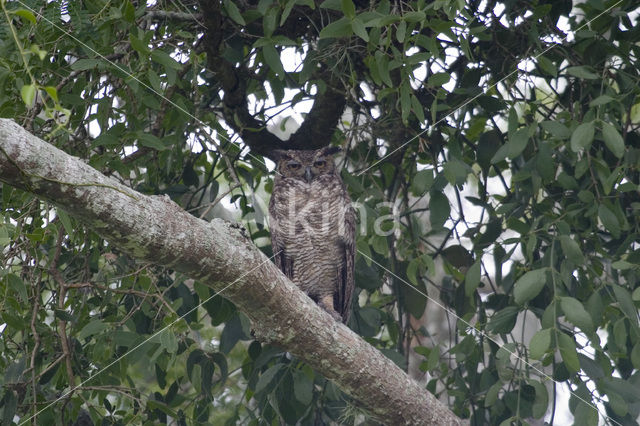 Amerikaanse Oehoe (Bubo virginianus)