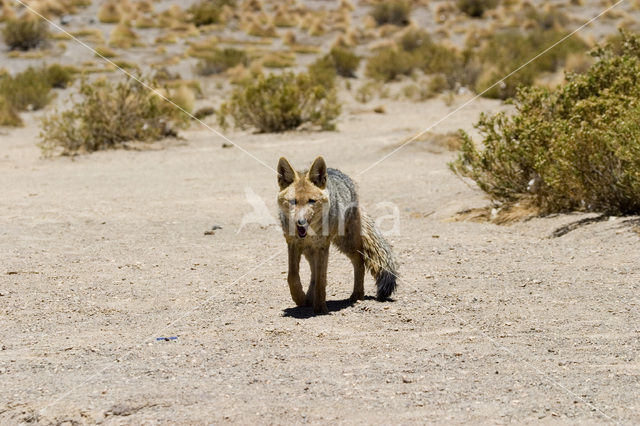 culpeo (Pseudalopex culpaeus)