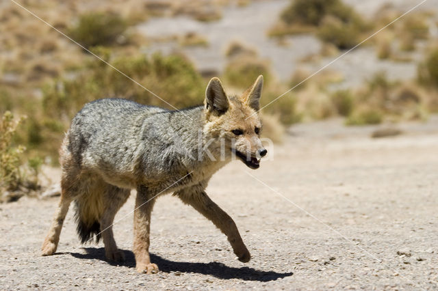 culpeo (Pseudalopex culpaeus)