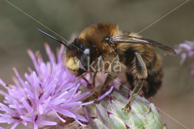 Fork-tailed Flower Bee (Anthophora furcata)