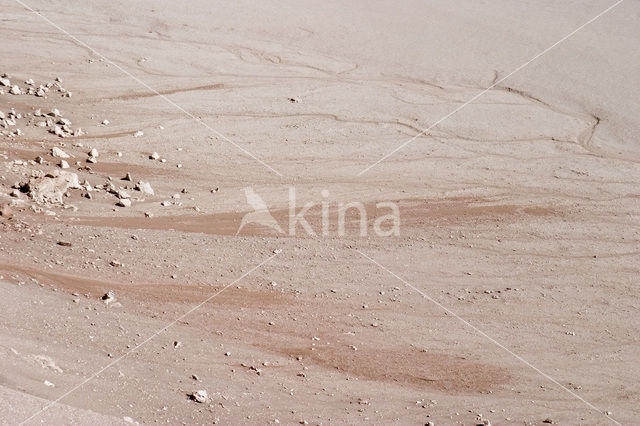 Atacama woestijn