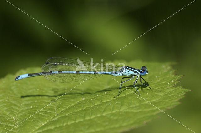 Azuurwaterjuffer (Coenagrion puella)