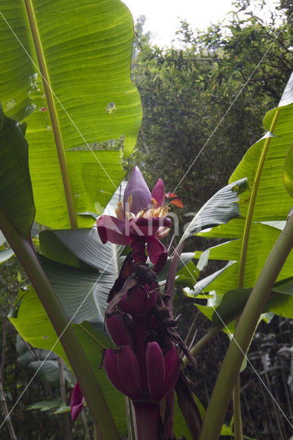 Banana (Musa uranoscopus)