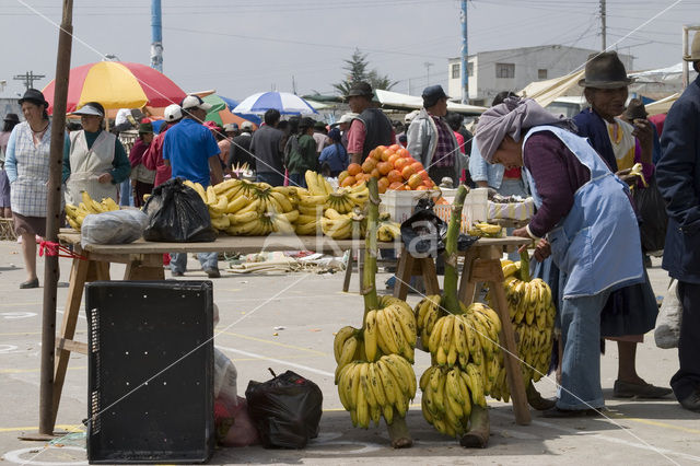 Banaan (Musa uranoscopus)