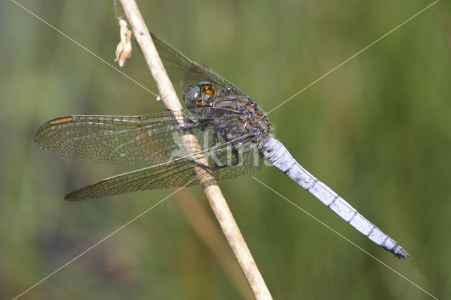 Beekoeverlibel (Orthetrum coerulescens)