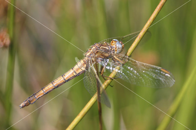 Beekoeverlibel (Orthetrum coerulescens)