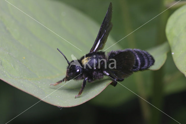Behangersbij (Megachile parietina)