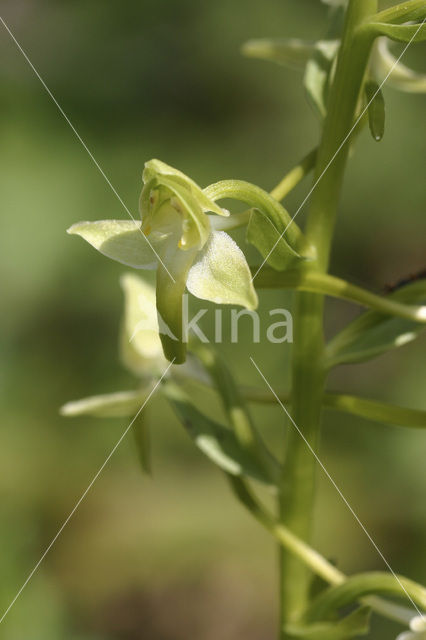 Greater Butterfly-orchid (Platanthera chlorantha)