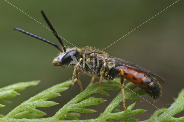 Berijpte geurgroefbij (Lasioglossum albipes)