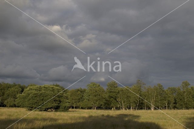 Birch (Betula)