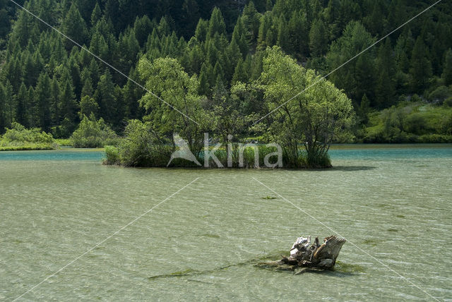 Berk (Betula)