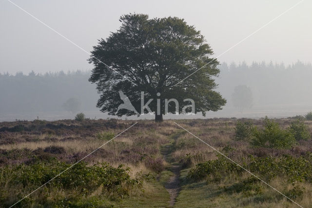 Beuk (Fagus sylvatica)