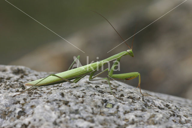Praying mantis (Mantis reliogiosa)