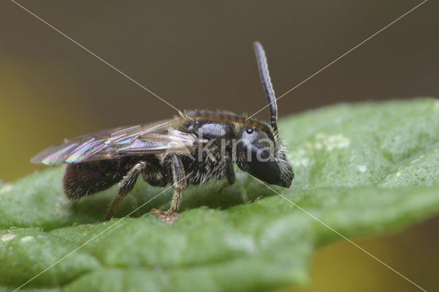 Biggenkruidgroefbij (Lasioglossum villosulum)