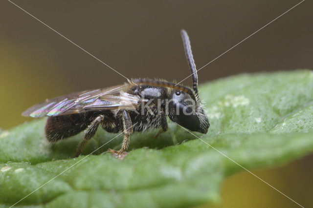 Shaggy Mining Bee (Lasioglossum villosulum)