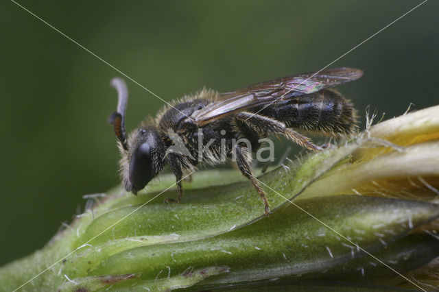 Biggenkruidgroefbij (Lasioglossum villosulum)