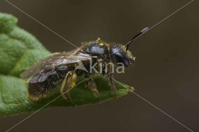 Biggenkruidgroefbij (Lasioglossum villosulum)