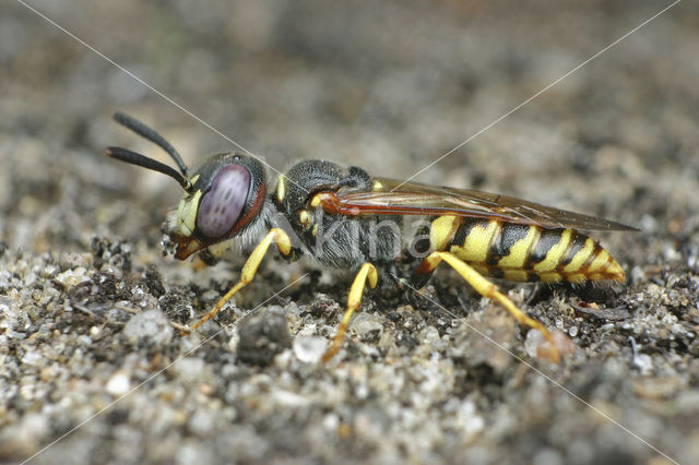 Beewolf (Philanthus triangulum)