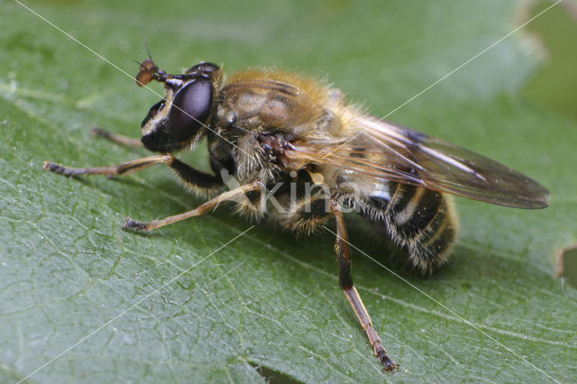 Criorhina asilica