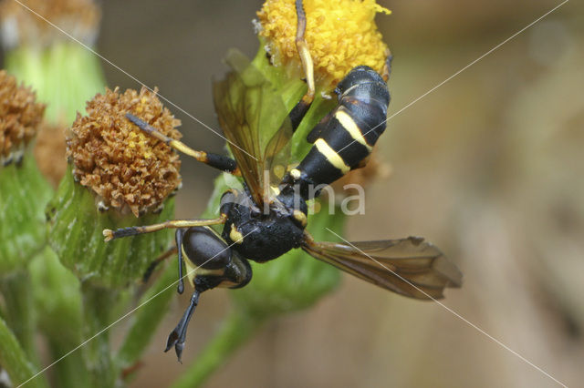 thick-headed fly