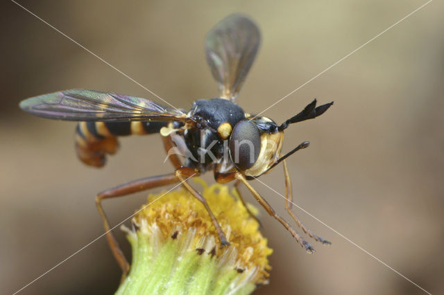 thick-headed fly
