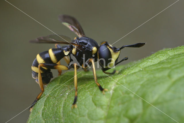 thick-headed fly (Conops flavipes)