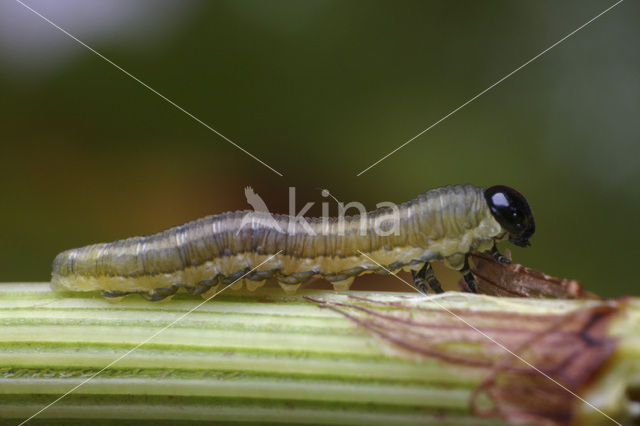 sawfly