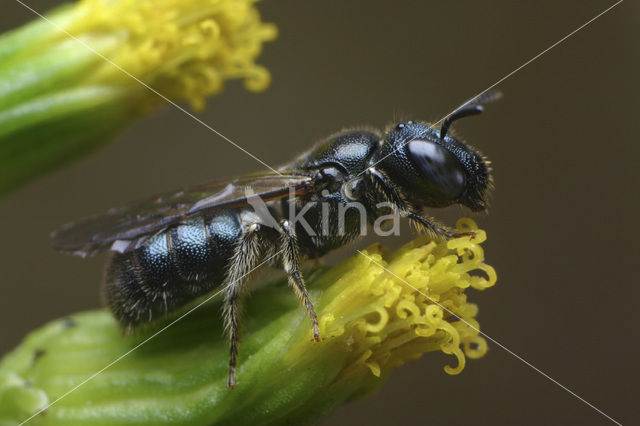 Blauwe ertsbij (Ceratina cyanea)