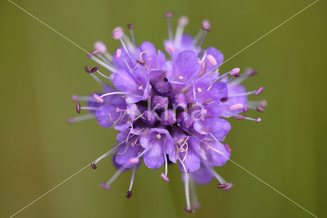 Blauwe knoop (Succisa pratensis)