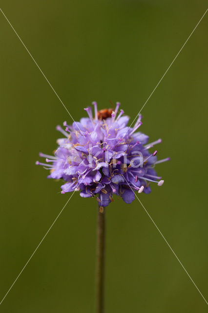 Blauwe knoop (Succisa pratensis)