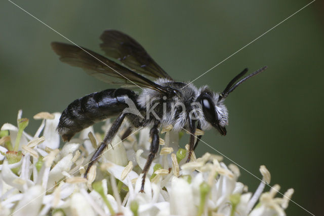 Blauwe zandbij (Andrena agilissima)