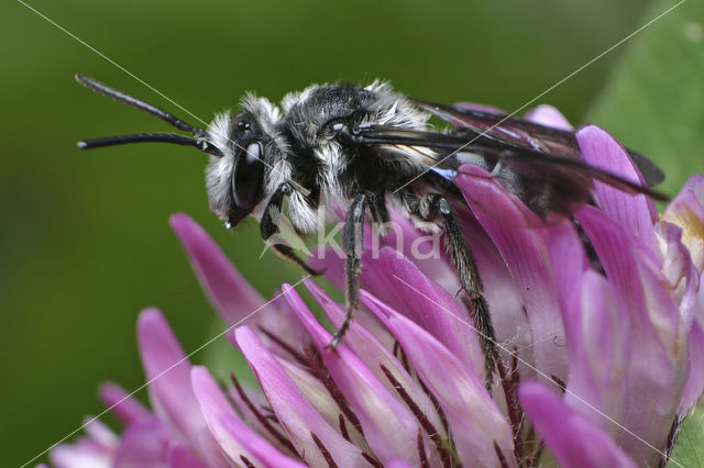 Blauwe zandbij (Andrena agilissima)