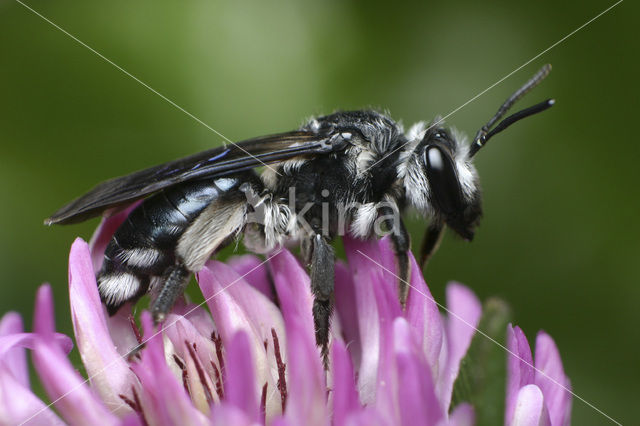 mining bee (Andrena agilissima)