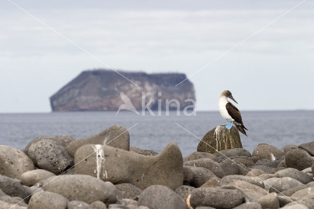 Blue-footed booby (Sula nebouxii)