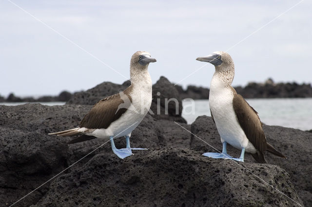 Blue-footed booby (Sula nebouxii)