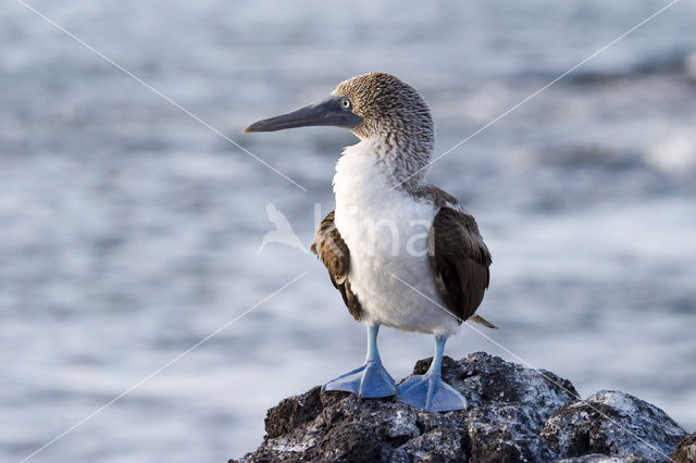 Blue-footed booby (Sula nebouxii)