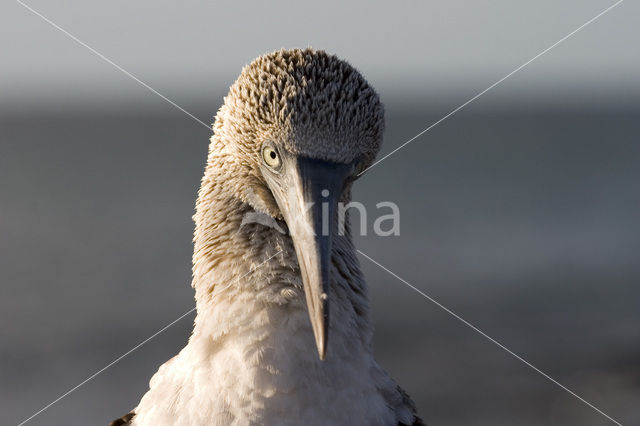 Blue-footed booby (Sula nebouxii)