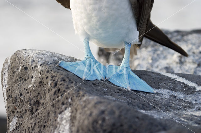 Blue-footed booby (Sula nebouxii)