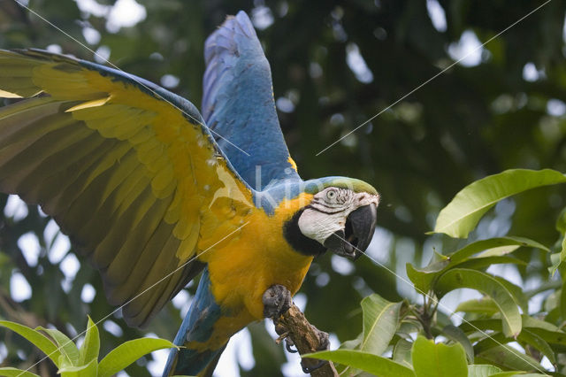 Blue-and-yellow Macaw (Ara ararauna)