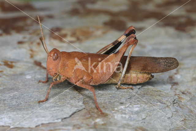 Blue-winged grasshopper (Oedipoda caerulescens)