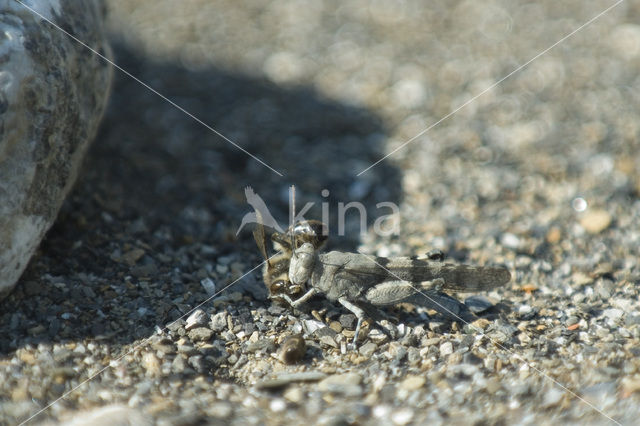 Blauwvleugelsprinkhaan (Oedipoda caerulescens)