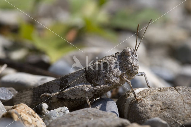 Blauwvleugelsprinkhaan (Oedipoda caerulescens)