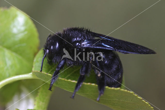 Blauwzwarte Houtbij (Xylocopa violacea)