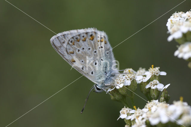 Bleek blauwtje (Polyommatus coridon)