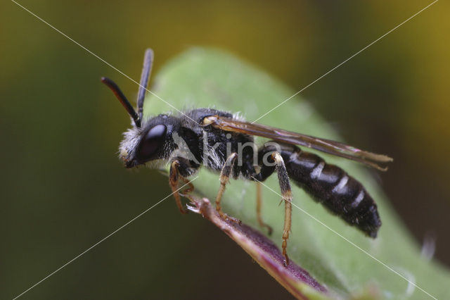 Blokhoofdgroefbij (Halictus maculatus)