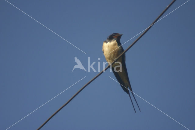 Boerenzwaluw (Hirundo rustica)