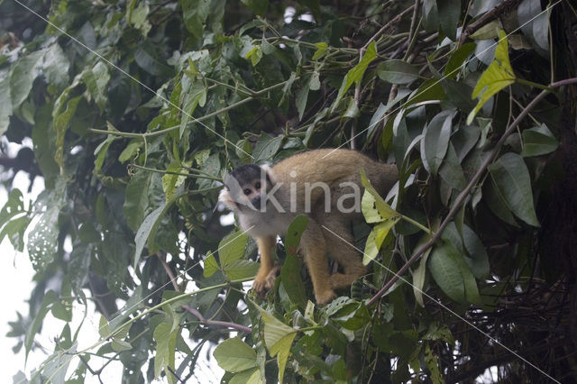 Black-Headed Squirrel Monkey